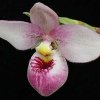 ORCHIDEES DU FENOUILLEDES
