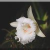 ORCHIDEES DU FENOUILLEDES