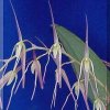 ORCHIDEES DU FENOUILLEDES