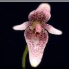 ORCHIDEES DU FENOUILLEDES