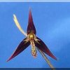 ORCHIDEES DU FENOUILLEDES