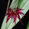 ORCHIDEES DU FENOUILLEDES