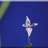 ORCHIDEES DU FENOUILLEDES