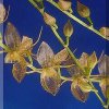 ORCHIDEES DU FENOUILLEDES