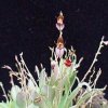 ORCHIDEES DU FENOUILLEDES
