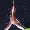 ORCHIDEES DU FENOUILLEDES