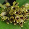 ORCHIDEES DU FENOUILLEDES