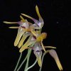 ORCHIDEES DU FENOUILLEDES