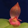 ORCHIDEES DU FENOUILLEDES