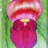 ORCHIDEES DU FENOUILLEDES