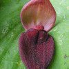 ORCHIDEES DU FENOUILLEDES