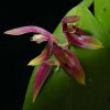 ORCHIDEES DU FENOUILLEDES