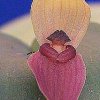 ORCHIDEES DU FENOUILLEDES
