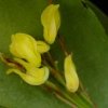 ORCHIDEES DU FENOUILLEDES