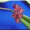ORCHIDEES DU FENOUILLEDES