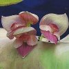 ORCHIDEES DU FENOUILLEDES