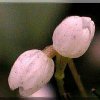 ORCHIDEES DU FENOUILLEDES