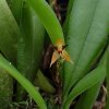 ORCHIDEES DU FENOUILLEDES