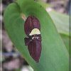 ORCHIDEES DU FENOUILLEDES