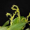 ORCHIDEES DU FENOUILLEDES