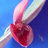 ORCHIDEES DU FENOUILLEDES