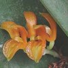 ORCHIDEES DU FENOUILLEDES