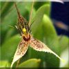 ORCHIDEES DU FENOUILLEDES