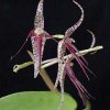 ORCHIDEES DU FENOUILLEDES