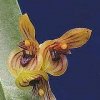 ORCHIDEES DU FENOUILLEDES