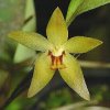 ORCHIDEES DU FENOUILLEDES