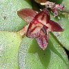 ORCHIDEES DU FENOUILLEDES