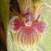 ORCHIDEES DU FENOUILLEDES