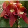 ORCHIDEES DU FENOUILLEDES