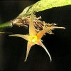 ORCHIDEES DU FENOUILLEDES