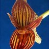 ORCHIDEES DU FENOUILLEDES