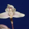 ORCHIDEES DU FENOUILLEDES