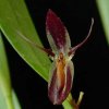 ORCHIDEES DU FENOUILLEDES
