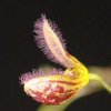 ORCHIDEES DU FENOUILLEDES