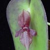 ORCHIDEES DU FENOUILLEDES