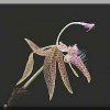 ORCHIDEES DU FENOUILLEDES