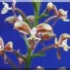 ORCHIDEES DU FENOUILLEDES