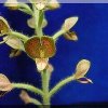 ORCHIDEES DU FENOUILLEDES