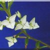 ORCHIDEES DU FENOUILLEDES