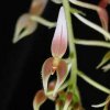 ORCHIDEES DU FENOUILLEDES