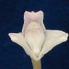 ORCHIDEES DU FENOUILLEDES