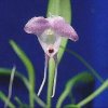 ORCHIDEES DU FENOUILLEDES