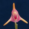 ORCHIDEES DU FENOUILLEDES