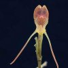 ORCHIDEES DU FENOUILLEDES