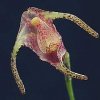 ORCHIDEES DU FENOUILLEDES