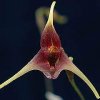 ORCHIDEES DU FENOUILLEDES